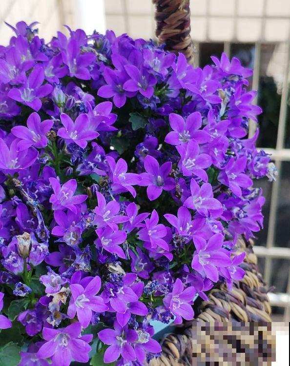 紫莹莹的丹麦风铃草，花朵像小钟，一开花就爆一大盆！