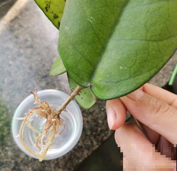 养这几种花,摘下一片叶就能扦插,变成一整盆! 养这几种花,摘下一片叶就能扦插,变成一整盆!