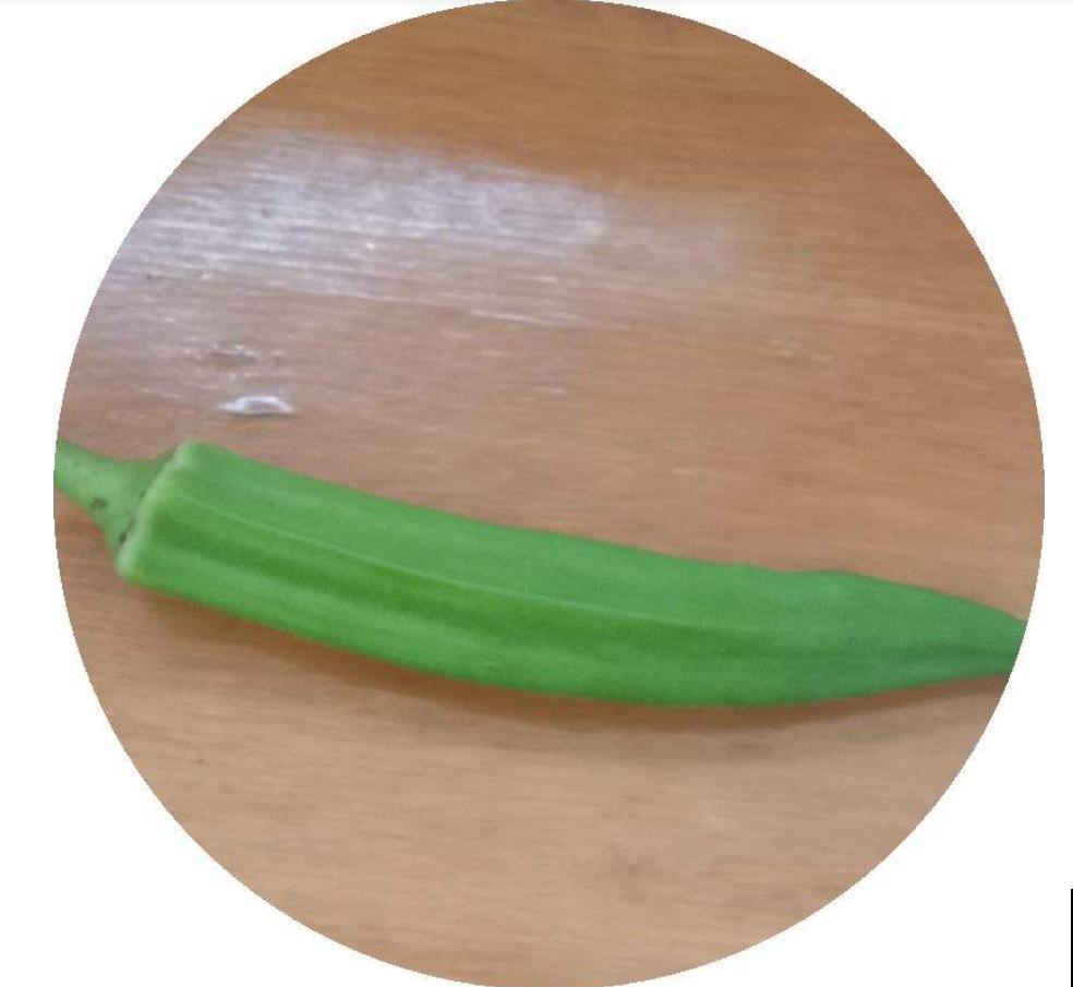 阳台种秋葵结果少？时间挑错了，合适的播种时间很重要！