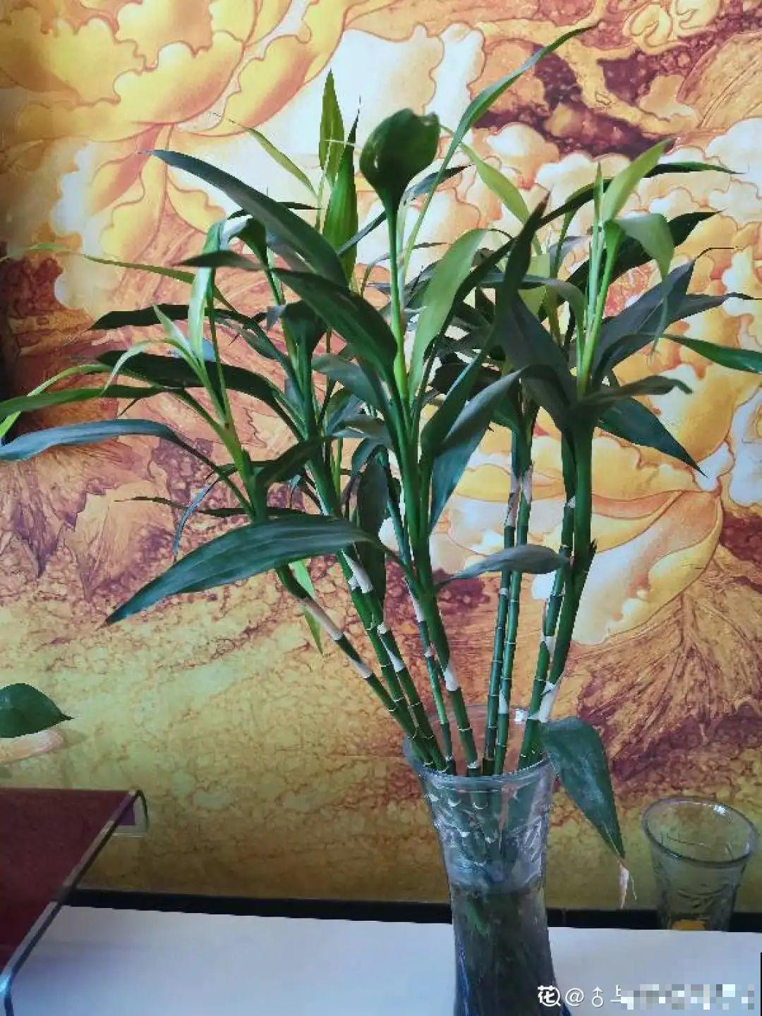 这花10块钱买一大把，丢水里冒出萝卜根，太好养！