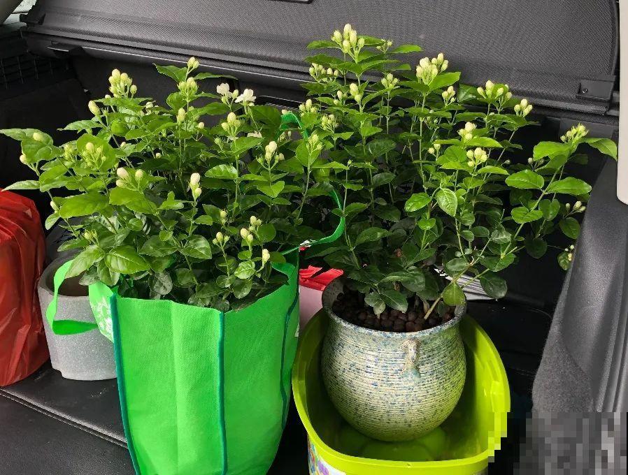 11月,千万别买这种花,养不活惹一肚子气! 11月,千万别买这种花,养不活惹一肚子气!