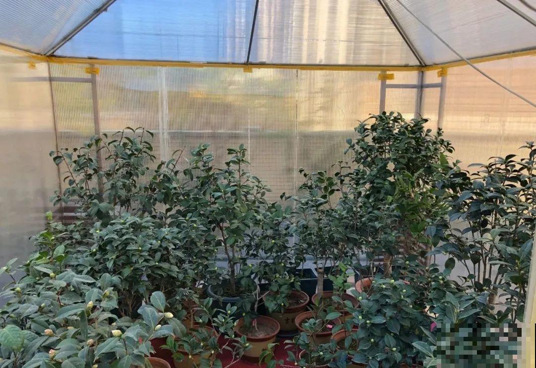 立冬了，给花裹上报纸，冬天再也冻不死！