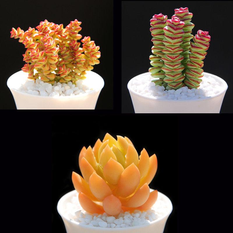 小米星和钱串长得像,4点细节可以区分,不再搞混! 小米星和钱串长得像,4点细节可以区分,不再搞混!