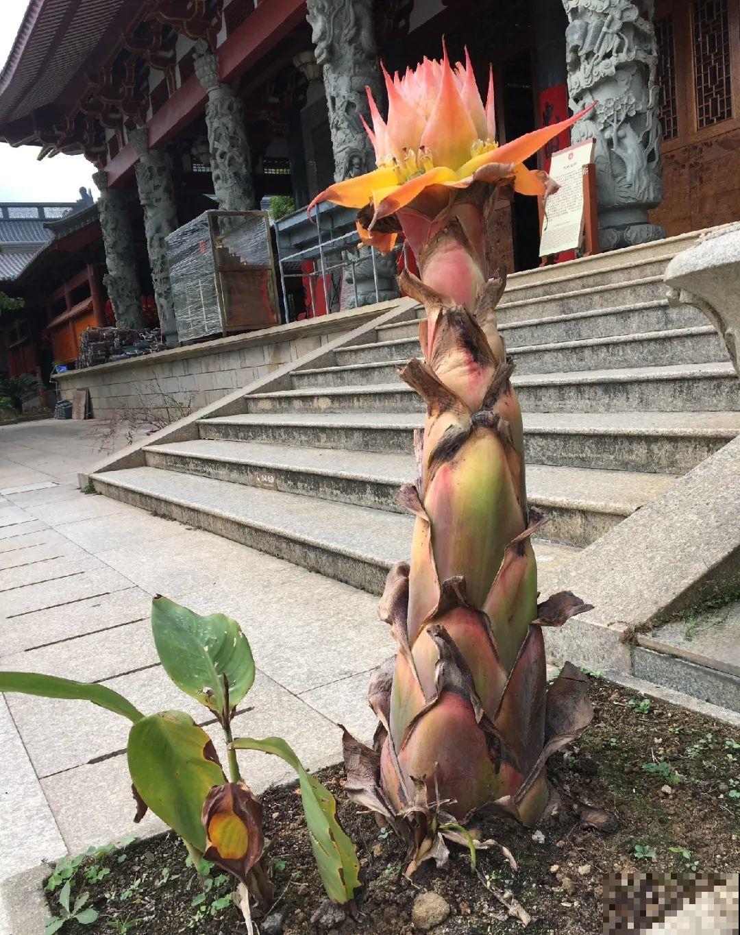 这种花很稀罕,以前喂猪没人要,现在抢破头! 这种花很稀罕,以前喂猪没人要,现在抢破头!