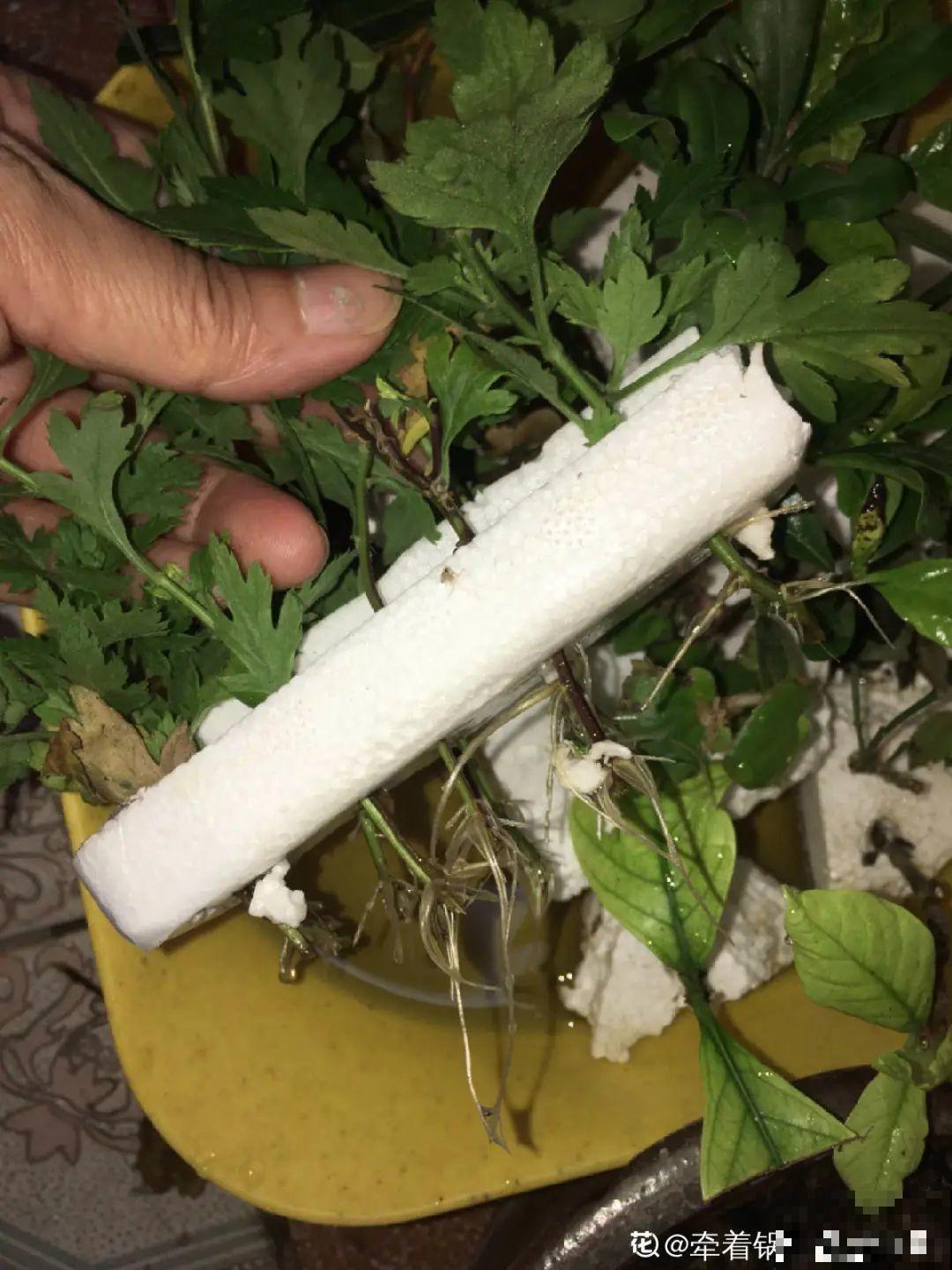 冬天扦插，只用一张塑料薄膜，就能长出小嫩芽