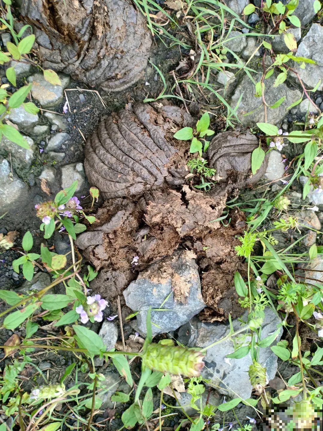 最好用的养花肥，盆里撒一把，1年不用换盆了！