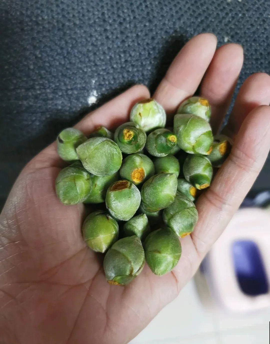 冒出来的花苞全剪了,气的人肝疼,1个月后竟然爆开花! 冒出来的花苞全剪了,气的人肝疼,1个月后竟然爆开花!