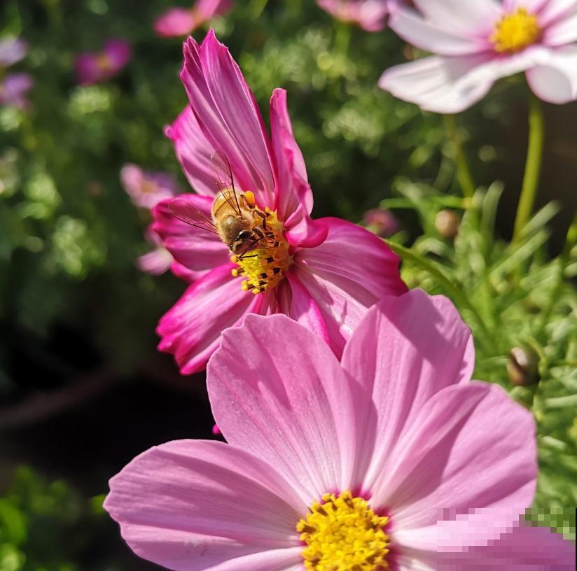波斯菊很讲究,水肥不到位,光长个子不开花! 波斯菊很讲究,水肥不到位,光长个子不开花!