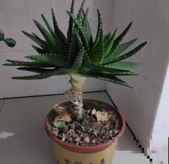 4种植物既能观赏，又能吸收“废气”，简直是家庭小能手！