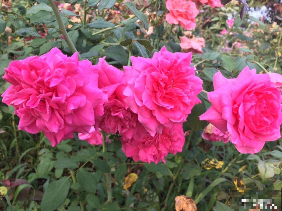 养花也别特迷信，好看的花都不能养，郁闷！