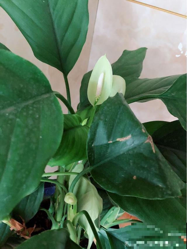 家里养了猫咪，这6种花不能在家养，不然惹来大麻烦！