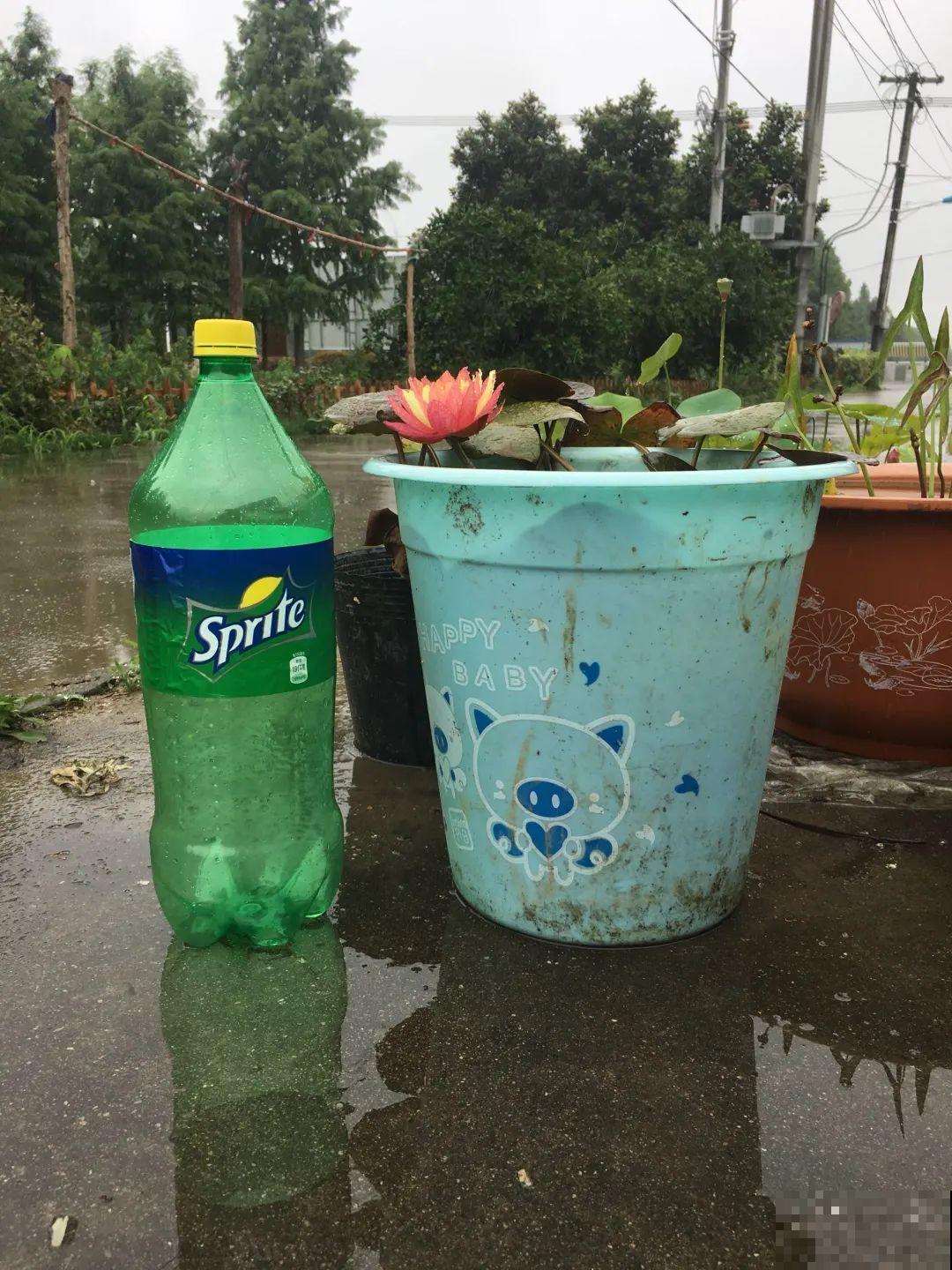 垃圾桶也能养花，扦插种菜样样行，省了不少买盆钱