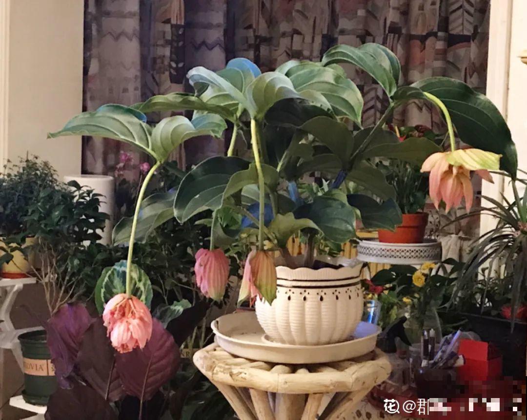 300块钱的花，一个没注意，一周掉成光杆司令