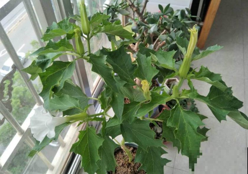 美艳毒辣的曼陀罗，一不小心就中毒，人人看了绕路走！