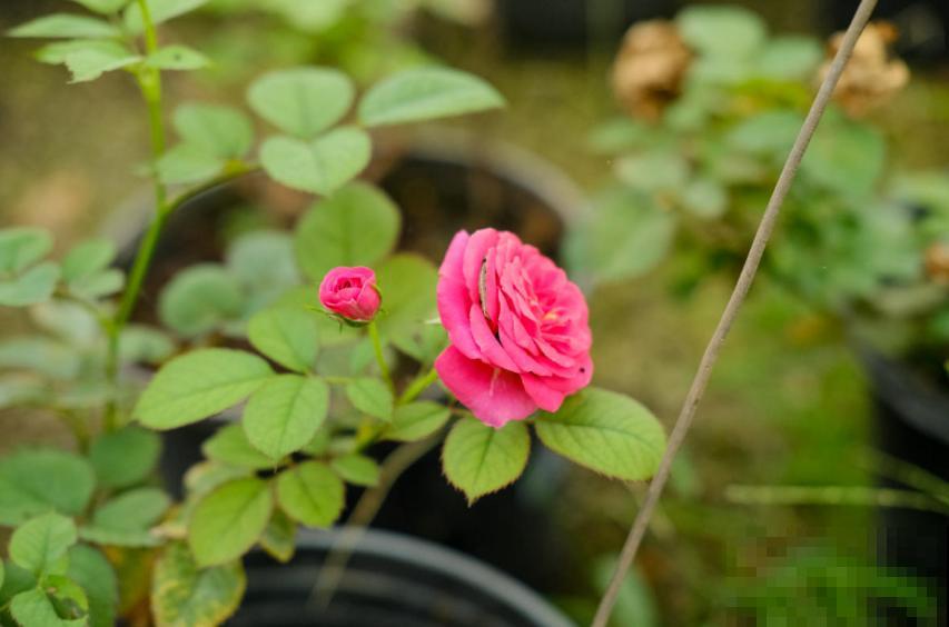 月季苗挑选很重要，规格选不对，努力白费！