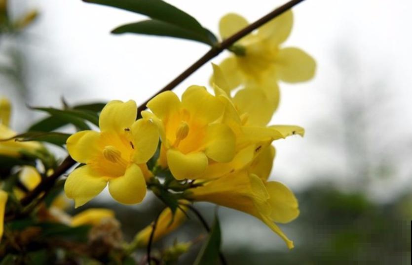 这种花叫金钩吻，花开黄灿灿，味道碾压大牌香水！