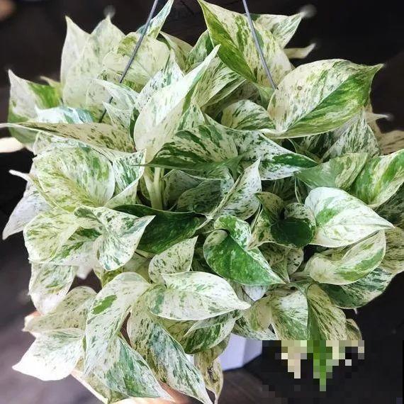 绿萝、吊兰变异了？这些品种，你未必都见过！