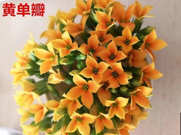 这种花品种多,花型好,养了你就爱上了! 这种花品种多,花型好,养了你就爱上了!