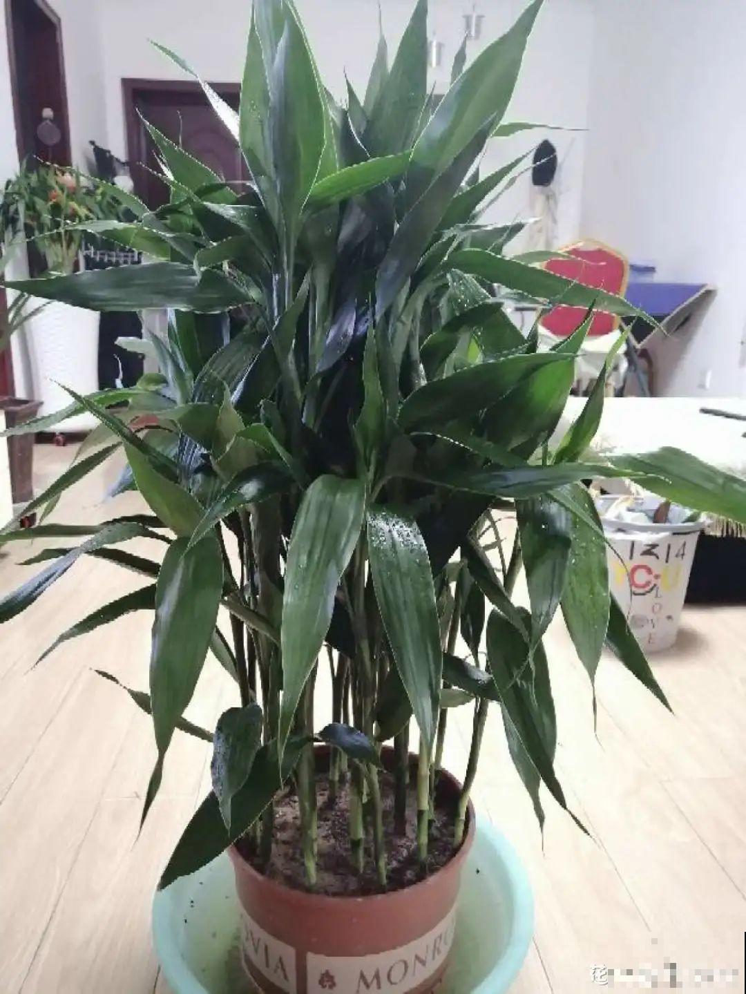 这花10块钱买一大把，丢水里冒出萝卜根，太好养！