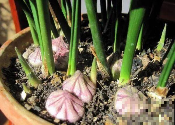 花盆里挖出一堆“蚕”，原来还能吃，味道清脆爽口