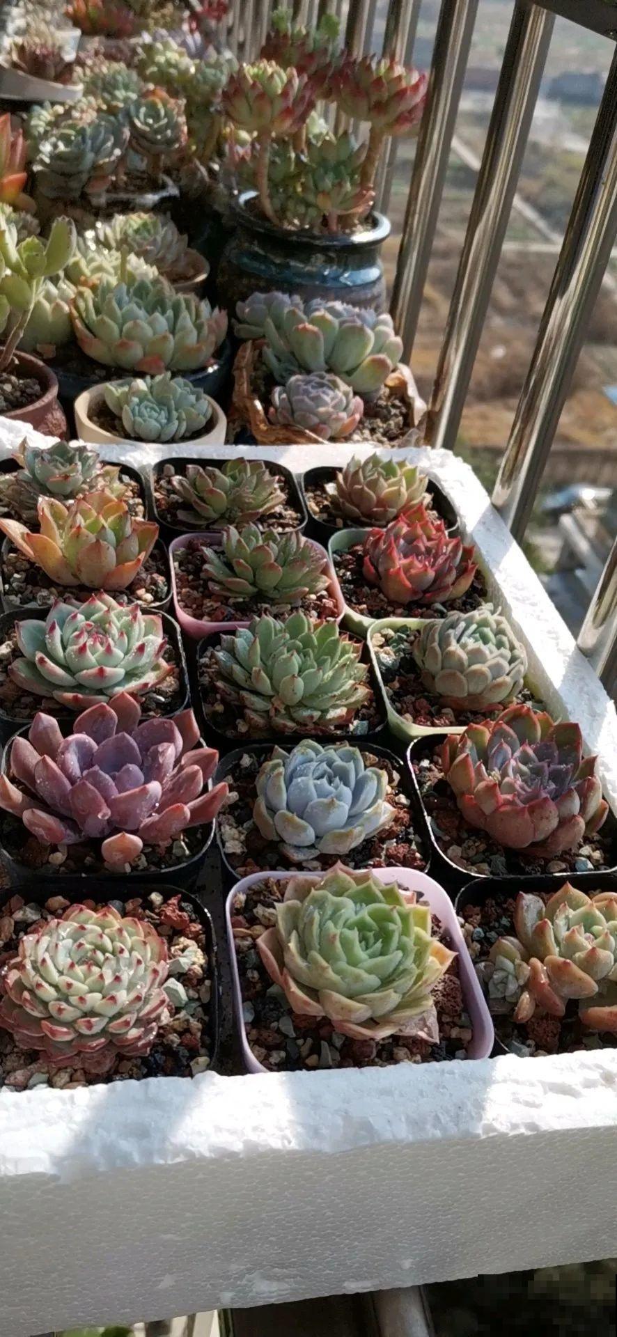 路过垃圾桶，捡走两个泡沫箱，回家扦插出了一大片花