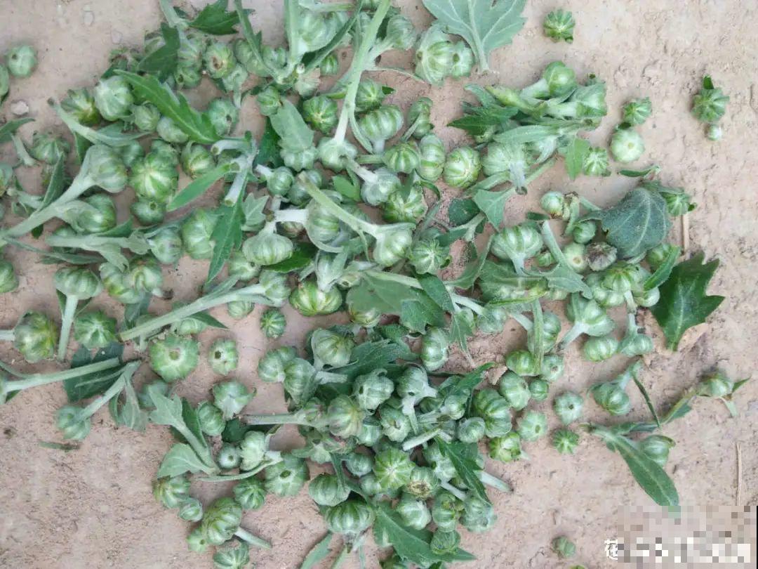 蟹爪兰冒了100个花苞，被她剪了70个，心疼！