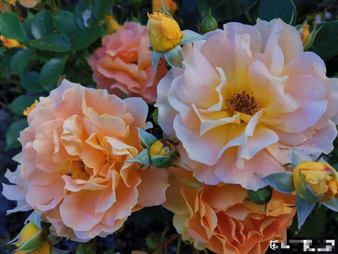 十一赏花图谱，看了啥花都认识，不用问别人！