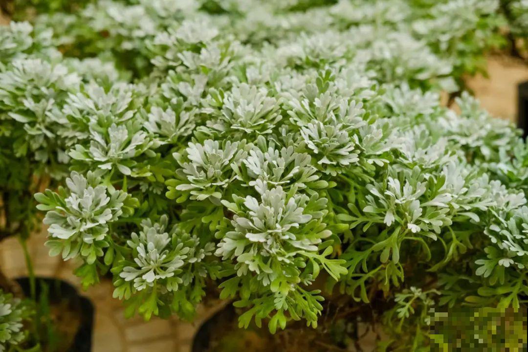 逛花市必买的花，十月入手刚刚好，不买亏大了！