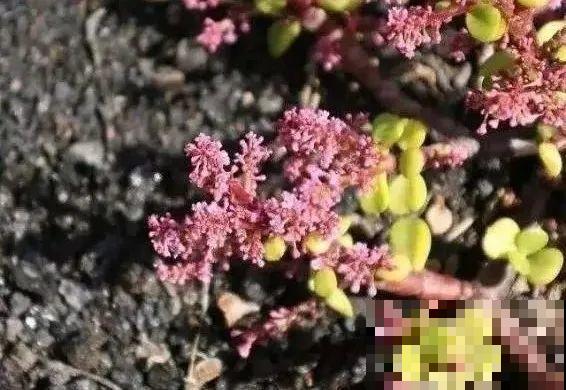 金枝玉叶开花了,特罕见,比雅乐之舞还美! 金枝玉叶开花了,特罕见,比雅乐之舞还美!