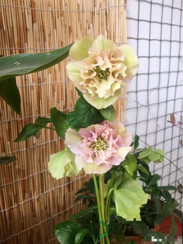 冬天就养耐阴花，没光也能开爆盆，扔角落自己疯长！