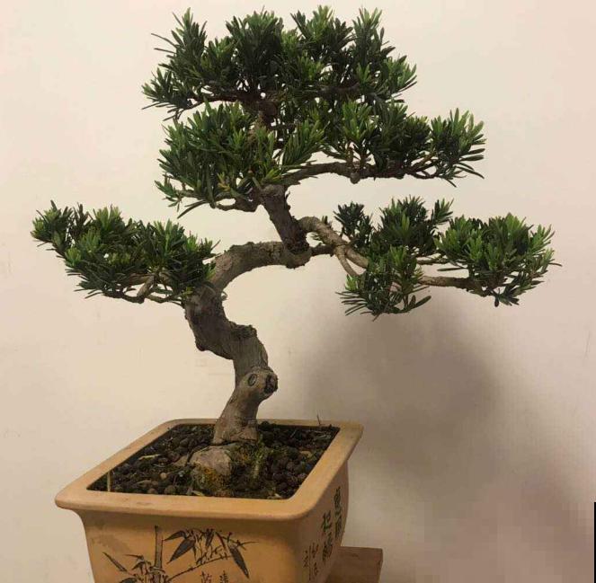 罗汉松盆景有气势，剪根枝条就能养，省钱省到家！