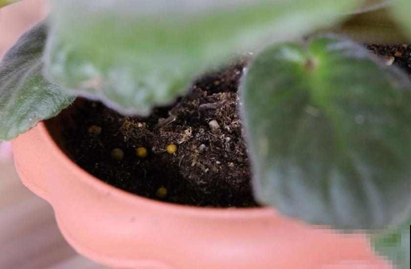 缓释肥要这么用,注意这3点,蹭蹭爆盆! 缓释肥要这么用,注意这3点,蹭蹭爆盆!