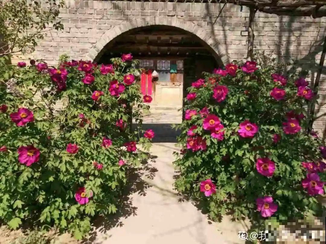 再穷也要养长寿花，寓意好、开花美，养人又养家！