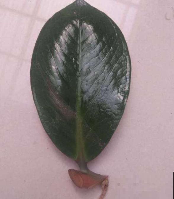 养这几种花,摘下一片叶就能扦插,变成一整盆! 养这几种花,摘下一片叶就能扦插,变成一整盆!