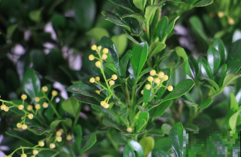 这5种花不抗冻，趁早搬进室内，暖暖活活过秋冬！