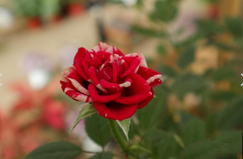 月季爆笋芽了，花友喜滋滋，先别乐，这个时期要慎重！