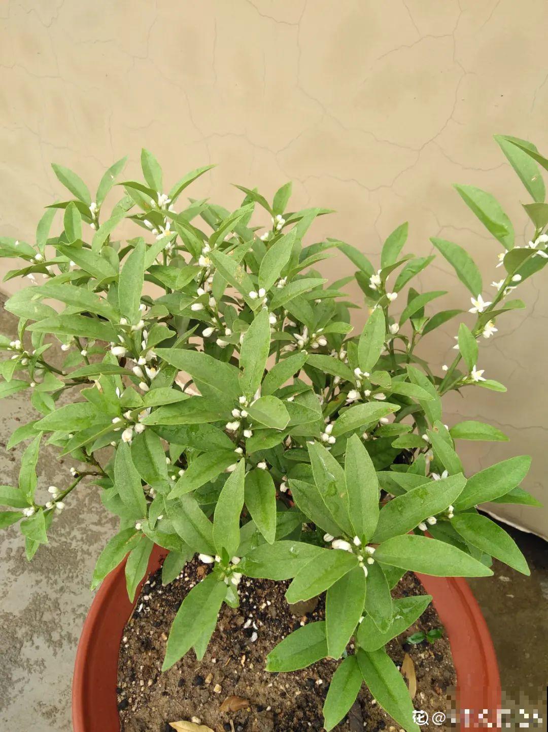 300块钱的花，一个没注意，一周掉成光杆司令