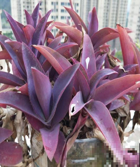 紫竹梅紫得高贵，忽略一件事，叶子变成“丑陋绿”，太难看！