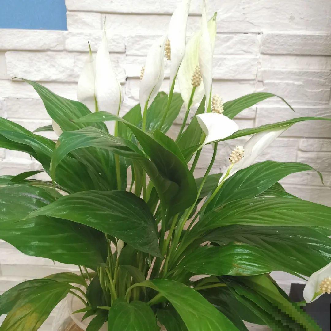 11月,千万别买这种花,养不活惹一肚子气! 11月,千万别买这种花,养不活惹一肚子气!