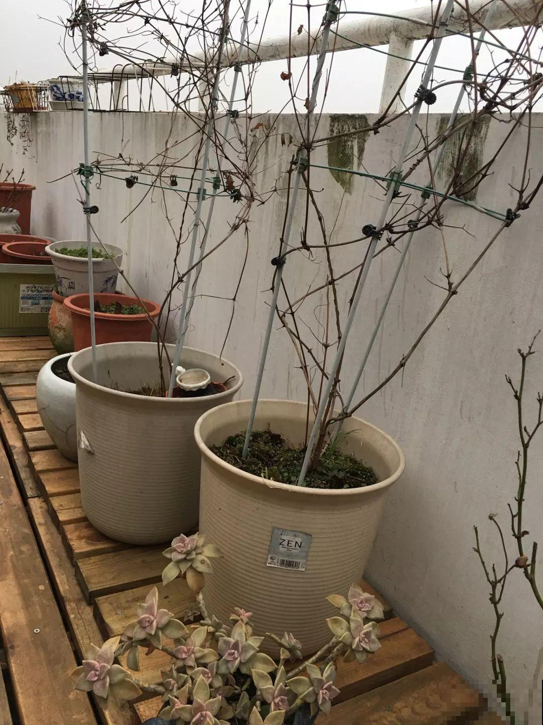 7种花冬天要休眠，看着好像枯死了，千万别丢掉