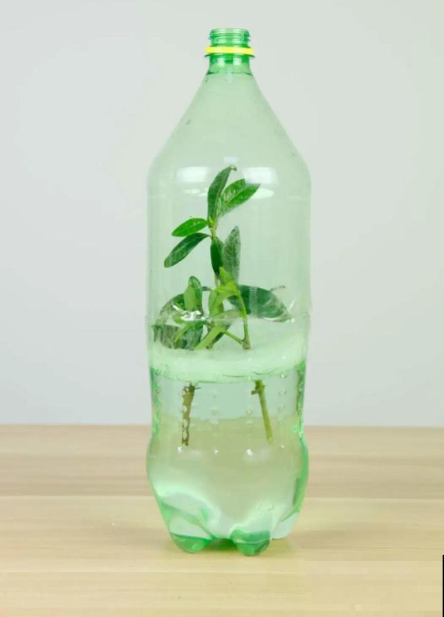 塑料瓶的5个妙用，每个都能征服你，请叫它“万能小帮手”！