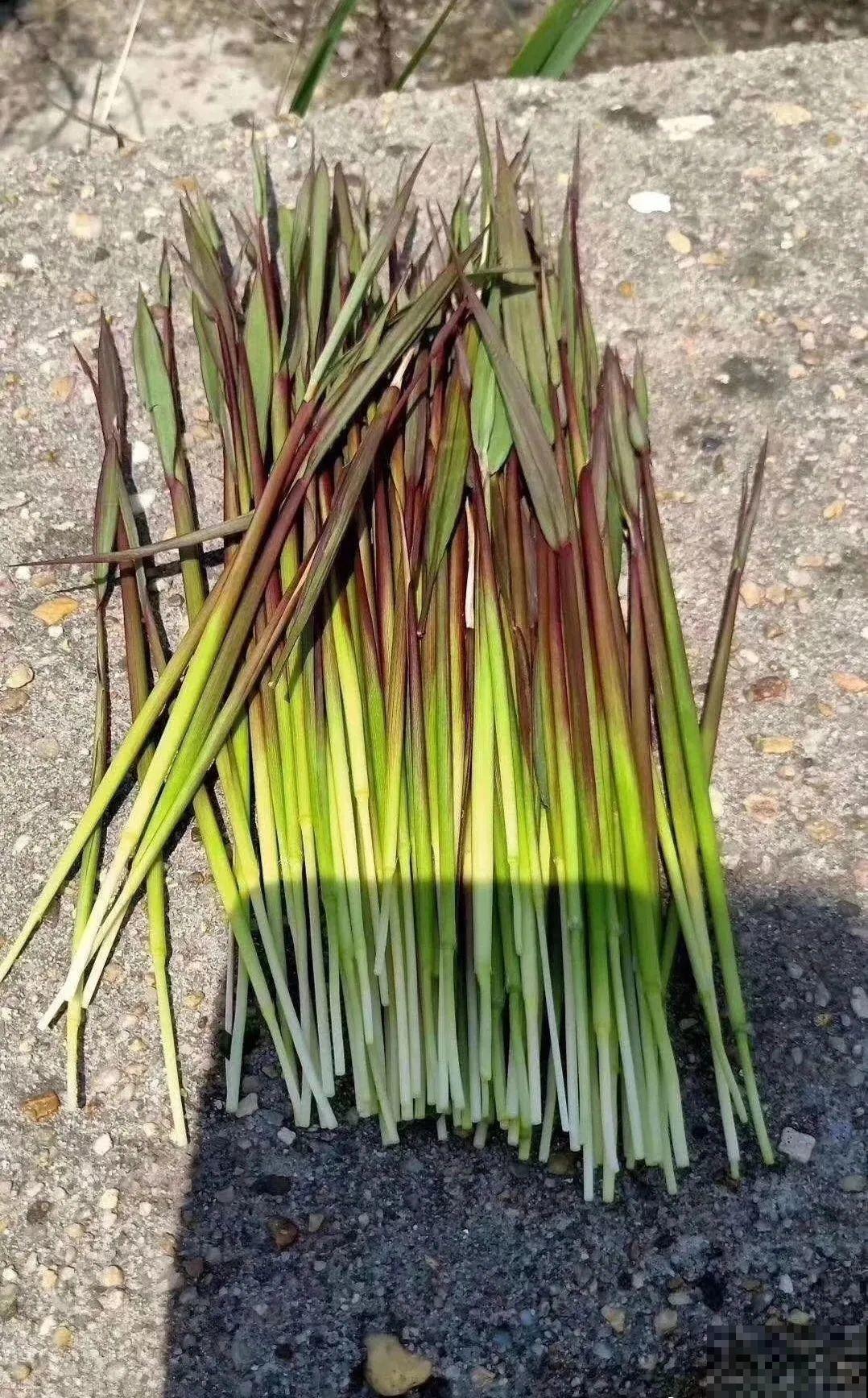 50种小时候常见的野草，现在几乎见不到了