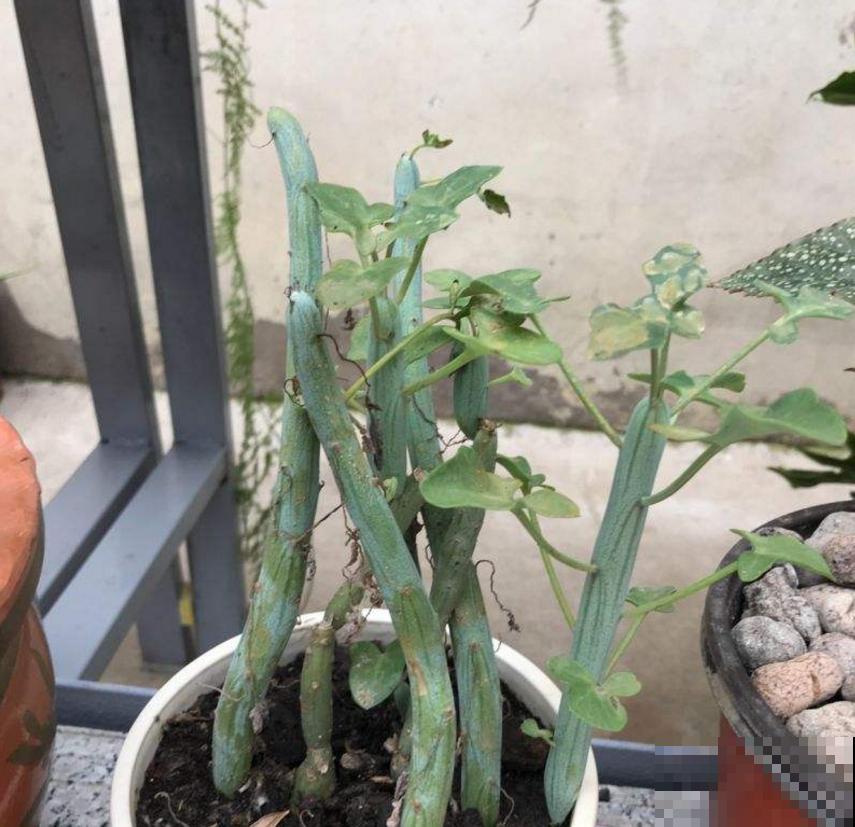 秋天养棵七宝树，长得像黄瓜，冬天开出小黄花！