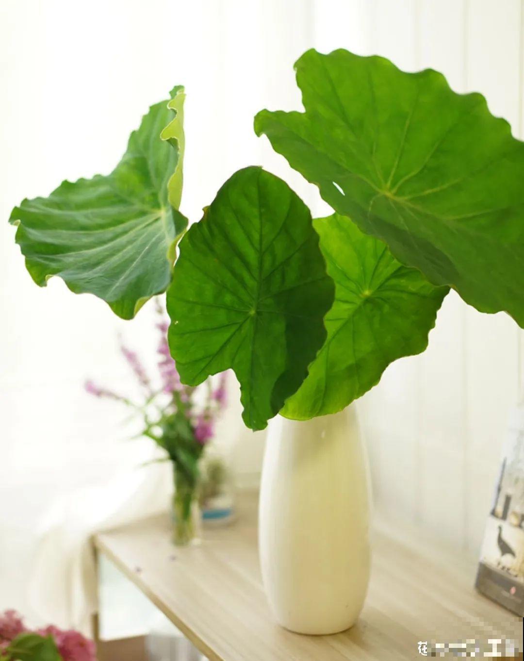 人参萝卜开花了,我种的花,都是这么奇奇怪怪! 人参萝卜开花了,我种的花,都是这么奇奇怪怪!