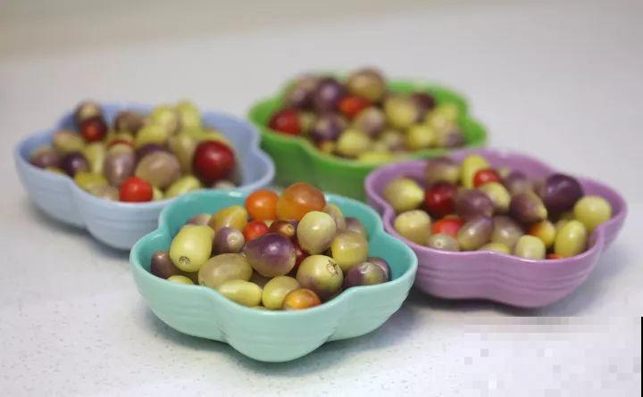 阳台上的小花盆,种上五彩椒,果子好看还能吃! 阳台上的小花盆,种上五彩椒,果子好看还能吃!