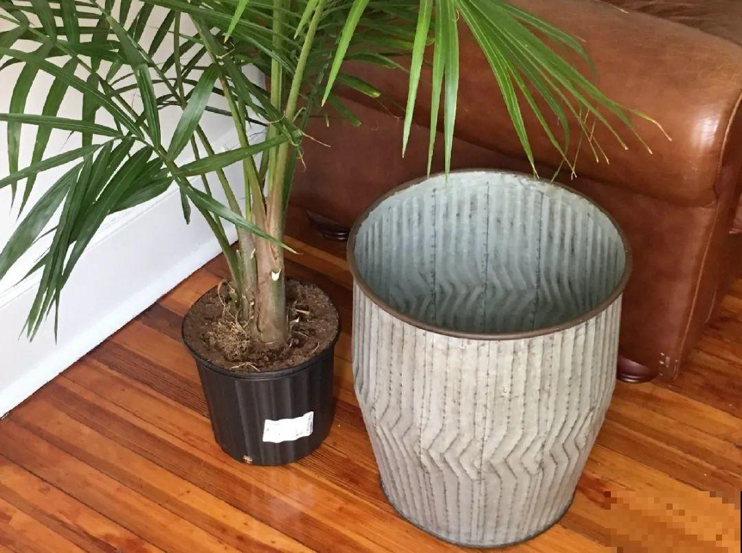 小盆养花好，大盆养花死，真准！