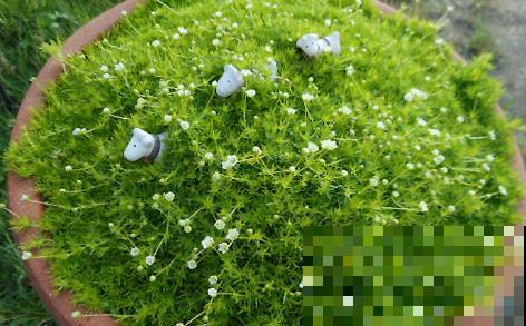 爱尔兰苔藓和苔藓长得像，不一样，搞错闹笑话！