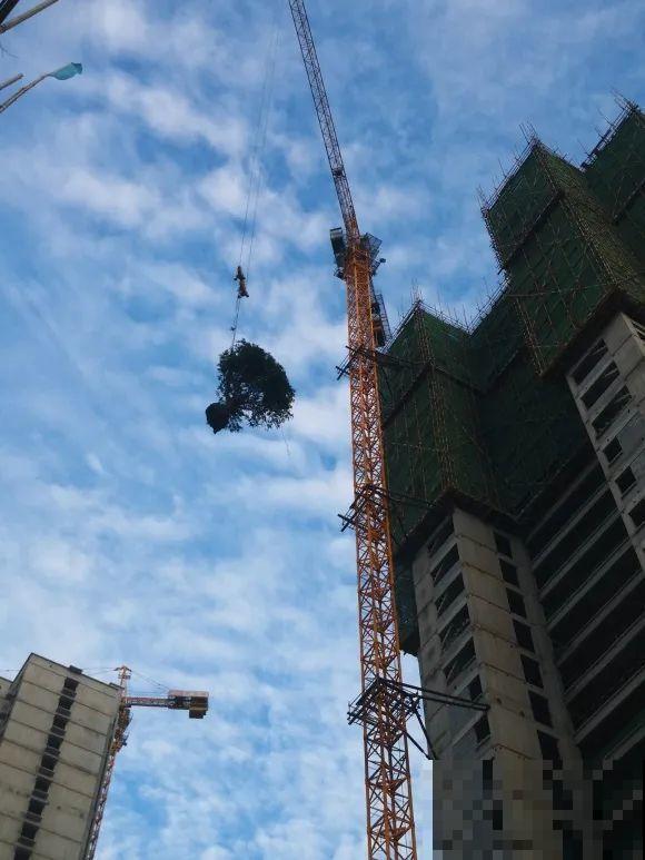 50年的桂花树,卖了5万块钱,大家觉得值吗? 50年的桂花树,卖了5万块钱,大家觉得值吗?