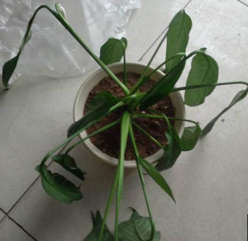 一帆风顺特怕冷，找个塑料袋，顺顺当当过冬！