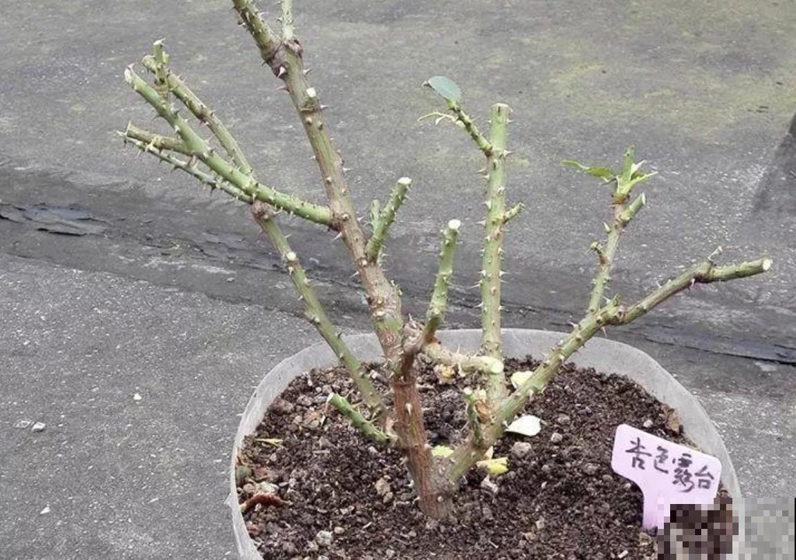 给月季修剪有讲究，不能乱剪，剪坏了开不出花惨兮兮！